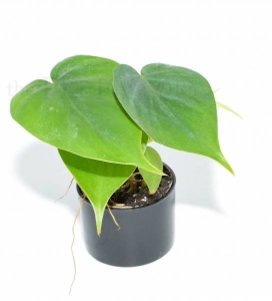 Philodendron scandens